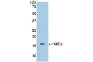 Detection of Recombinant OCM, Mouse using Polyclonal Antibody to Oncomodulin (OCM) (Oncomodulin Antikörper  (AA 1-109))