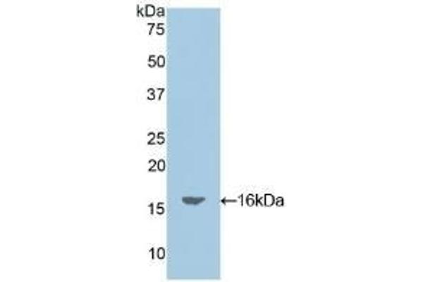 Oncomodulin Antikörper  (AA 1-109)