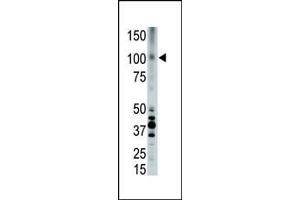 The anti-LRP8 Pab (ABIN390101 and ABIN2840613) is used in Western blot to detect LRP8 in placenta cell lysate. (LRP8 Antikörper  (C-Term))