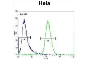 SCHIP1 Antibody (Center) (ABIN656782 and ABIN2846000) flow cytometric analysis of Hela cells (right histogram) compared to a negative control cell (left histogram).