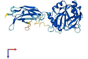 PHYHIP Protein (AA 1-330) (His tag)