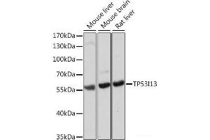 Western blot analysis of extracts of various cell lines using TP53I13 Polyclonal Antibody at dilution of 1:1000. (TP53I13 Antikörper)