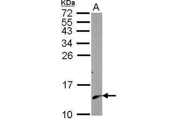 Calmodulin 2 Antikörper