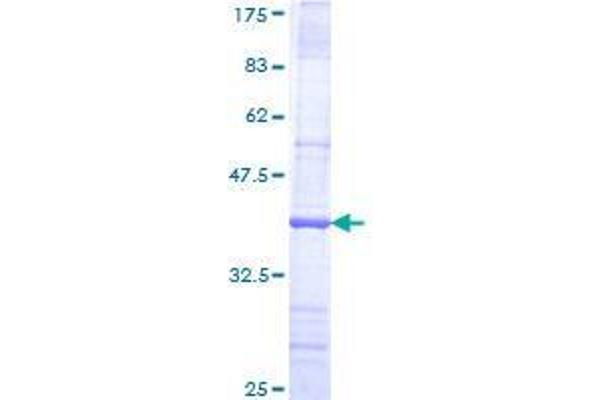 FBXW8 Protein (AA 499-598) (GST tag)