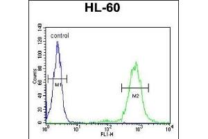 CD69 Antibody (Center) (ABIN651605 and ABIN2840320) flow cytometric analysis of HL-60 cells (right histogram) compared to a negative control cell (left histogram). (CD69 Antikörper  (AA 119-148))