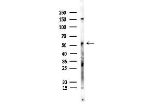 Western blot analysis of lysates from Hela cells, using G/3 Antibody at 1/1000 dilution.