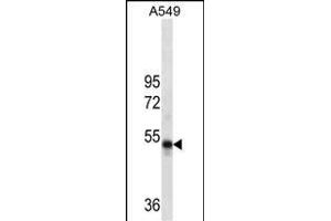 RUVBL1 Antibody (ABIN1539890 and ABIN2837838) western blot analysis in A549 cell line lysates (35 μg/lane). (RUVBL1 Antikörper)