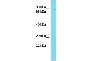 Host: Rabbit Target Name: C10orf90 Sample Type: 721_B Whole Cell lysates Antibody Dilution: 1.