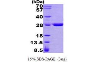 SDS-PAGE (SDS) image for Glutathione Transferase zeta 1 (Maleylacetoacetate Isomerase) (GSTZ1) (AA 1-216) protein (His tag) (ABIN666952)