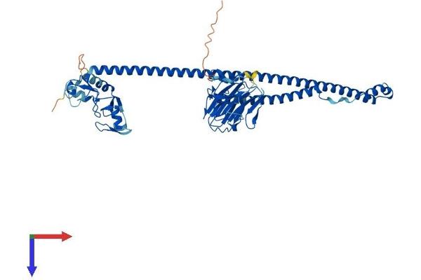 TRIM27 Protein (AA 1-513) (His tag)