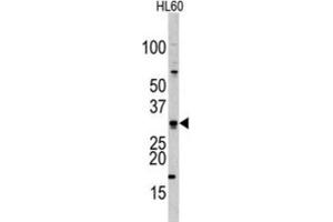 Western Blotting (WB) image for anti-Cell Division Cycle Associated 8 (CDCA8) antibody (ABIN2998016) (CDCA8 Antikörper)