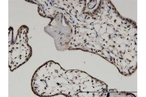 Image no. 1 for anti-C-Myc Binding Protein (MYCBP) (AA 1-104) antibody (ABIN599548) (MYCBP Antikörper  (AA 1-104))