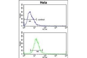 ADH6 Antibody (Center) (ABIN653151 and ABIN2842721) flow cytometric analysis of Hela cells (bottom histogram) compared to a negative control cell (top histogram).