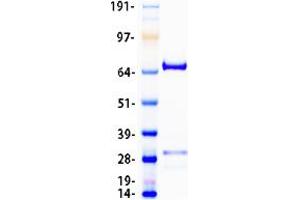 Western Blotting (WB) image for Regulator of G-Protein Signaling 3 (RGS3) (Transcript Variant 2) protein (Myc-DYKDDDDK Tag) (ABIN2730694)