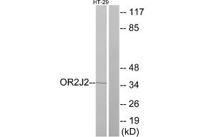 Western blot analysis of extracts from HT-29 cells, using OR2J2 antibody. (OR2J2 Antikörper  (C-Term))