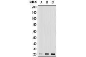 Western blot analysis of TC10 expression in HEK293T (A), Raw264.