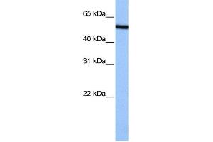 WB Suggested Anti-NUP50 Antibody Titration: 0. (NUP50 Antikörper  (C-Term))
