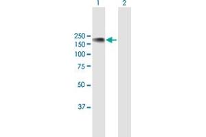 Western Blot analysis of NFATC3 expression in transfected 293T cell line by NFATC3 MaxPab polyclonal antibody. (NFATC3 Antikörper  (AA 1-1068))