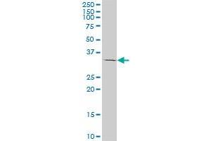 TAZ monoclonal antibody (M13), clone 1F11. (TAZ Antikörper  (AA 1-262))