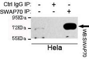 Immunoprecipitation analysis of Hela cell lysate using SW mouse mAb. (SWAP70 Antikörper)