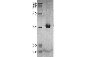 Validation with Western Blot (IMPA2 Protein (His tag))