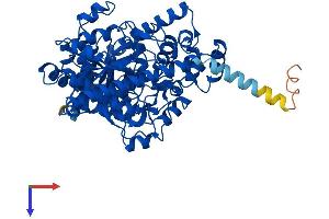 FAAH Protein (AA 1-579) (His tag)