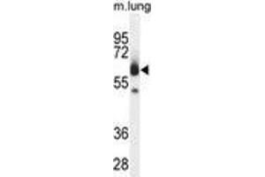 ZUFSP Antibody (N-term) western blot analysis in mouse lung tissue lysates (35 µg/lane). (ZUFSP Antikörper  (N-Term))