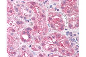 Anti-SIRT7 antibody IHC of human kidney. (SIRT7 Antikörper  (AA 317-366))