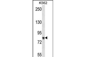 SD4B Antibody (C-term) (ABIN657524 and ABIN2846546) western blot analysis in K562 cell line lysates (35 μg/lane). (SAMD4B Antikörper  (C-Term))