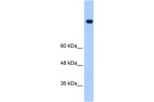 Western Blotting (WB) image for anti-High Density Lipoprotein Binding Protein (HDLBP) antibody (ABIN2462185)