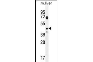 DTWD2 Antibody (Center) (ABIN654321 and ABIN2844102) western blot analysis in mouse liver tissue lysates (35 μg/lane). (DTWD2 Antikörper  (AA 109-138))