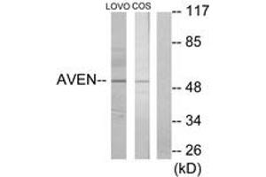 Western blot analysis of extracts from COS7/LOVO cells, using AVEN Antibody. (AVEN Antikörper  (AA 301-350))