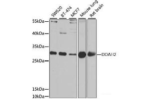 Western blot analysis of extracts of various cell lines using DDAH2 Polyclonal Antibody at dilution of 1:1000. (DDAH2 Antikörper)