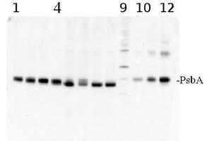Western Blotting (WB) image for anti-D1 Protein of PSII, (PsbA) (C-Term) antibody (ABIN93523) (D1 Protein of PSII, (PsbA) (C-Term) Antikörper)