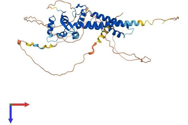 TFAP2B Protein (AA 1-460) (His tag)