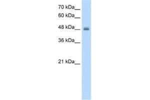 Western Blotting (WB) image for anti-Ring Finger Protein 128 (RNF128) antibody (ABIN2462682) (RNF128 Antikörper)