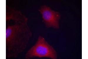 Immunofluorescence (IF) image for anti-Glycogen Synthase Kinase 3 (GSK3) (pTyr216), (pTyr279) antibody (ABIN7138967)
