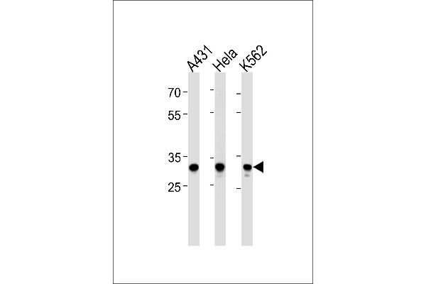 APBB3 antibody  (AA 187-214)
