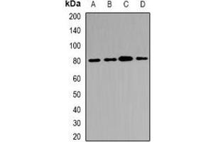 Western blot analysis of ABCB8 expression in Hela (A), HepG2 (B), mouse kidney (C), rat heart (D) whole cell lysates.