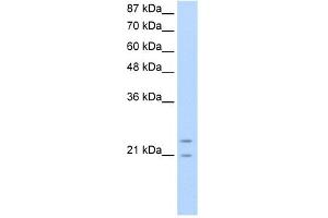 WB Suggested Anti-PMF1 Antibody Titration:  0. (PMF1 Antikörper  (N-Term))
