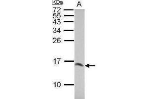 WB Image Sample (30 ug of whole cell lysate) A: BCL-1 15% SDS PAGE antibody diluted at 1:10000 (LGALS1/Galectin 1 Antikörper)