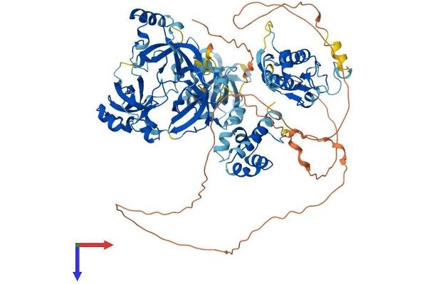 SFMBT1 Protein (AA 1-866) (His tag)