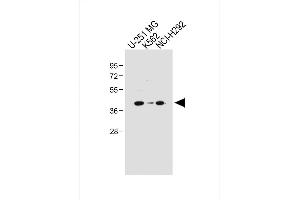All lanes : Anti-PCGF6 Antibody (Center) at 1:1000 dilution Lane 1: U-251 MG whole cell lysate Lane 2: K562 whole cell lysate Lane 3: NCI- whole cell lysate Lysates/proteins at 20 μg per lane. (PCGF6 Antikörper  (AA 190-217))