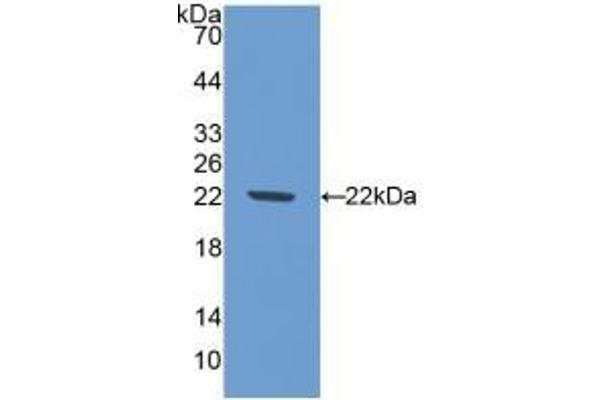NOS1 Antikörper  (AA 53-247)