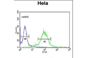 Flow cytometric analysis of Hela cells (right histogram) compared to a negative control cell (left histogram). (MAML3 Antikörper  (C-Term))