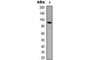 Western blot analysis of STAT5 expression in HEK293T (A) whole cell lysates. (STAT5A Antikörper  (C-Term))