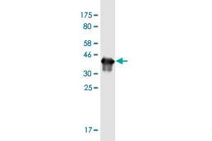 Western Blot detection against Immunogen (37. (Gastrin Antikörper  (AA 1-101))