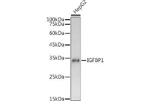 Western blot analysis of extracts of HepG2 cells, using IGFBP1 antibody (ABIN6134372, ABIN6142251, ABIN6142252 and ABIN6215066) at 1:1000 dilution. (IGFBPI Antikörper  (AA 150-250))