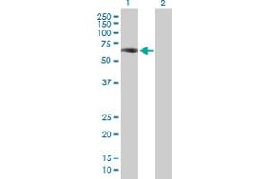 Western Blot analysis of ZKSCAN4 expression in transfected 293T cell line by ZKSCAN4 MaxPab polyclonal antibody. (ZKSCAN4 Antikörper  (AA 1-545))