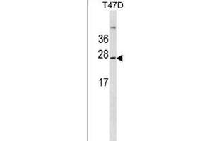 GKN3P Antibody (Center) (ABIN1537739 and ABIN2849937) western blot analysis in T47D cell line lysates (35 μg/lane). (GKN3P Antikörper  (AA 108-134))